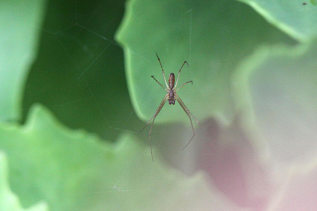 20100907 8066Mw [D~LIP] Spinne, Bad Salzuflen