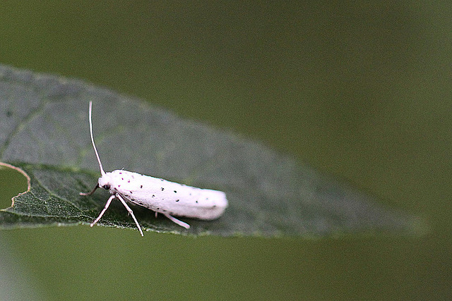 20100907 8068Mw [D~LIP] Pfaffenhütchen-Gespinstmotte (Yponomeuta cagnagella), Bad Salzuflen