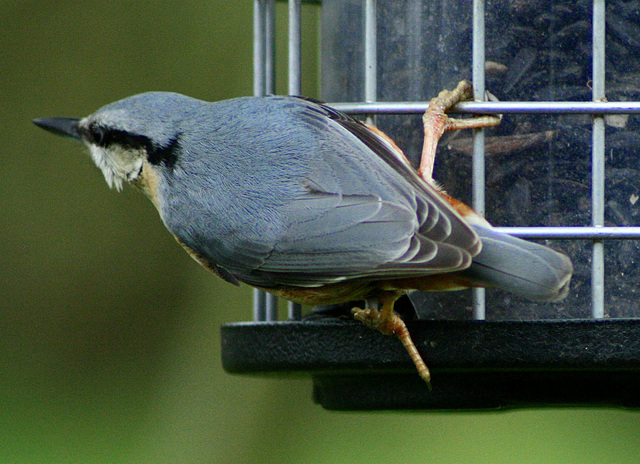 nuthatch holding on