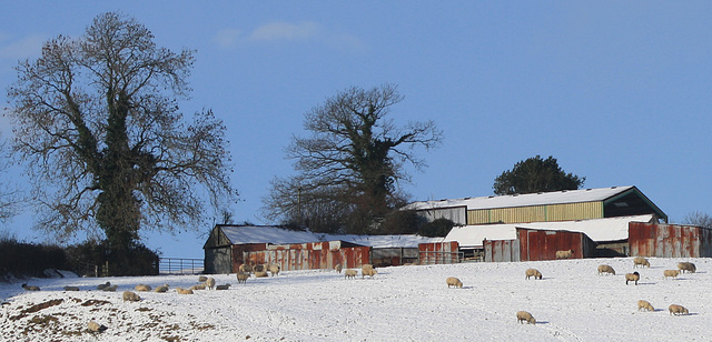 snowy sheepfield