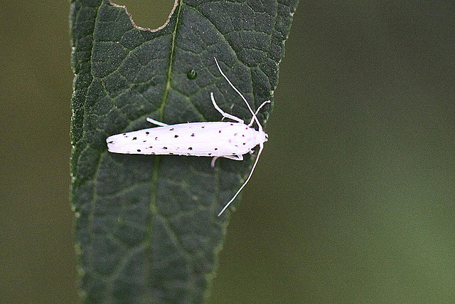 20100907 8073Mw [D~LIP] Pfaffenhütchen-Gespinstmotte (Yponomeuta cagnagella), Bad Salzuflen