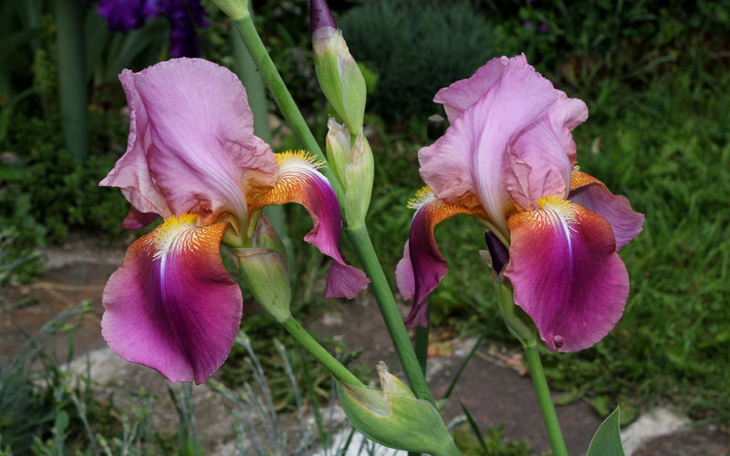 Iris Giant Rose (4)