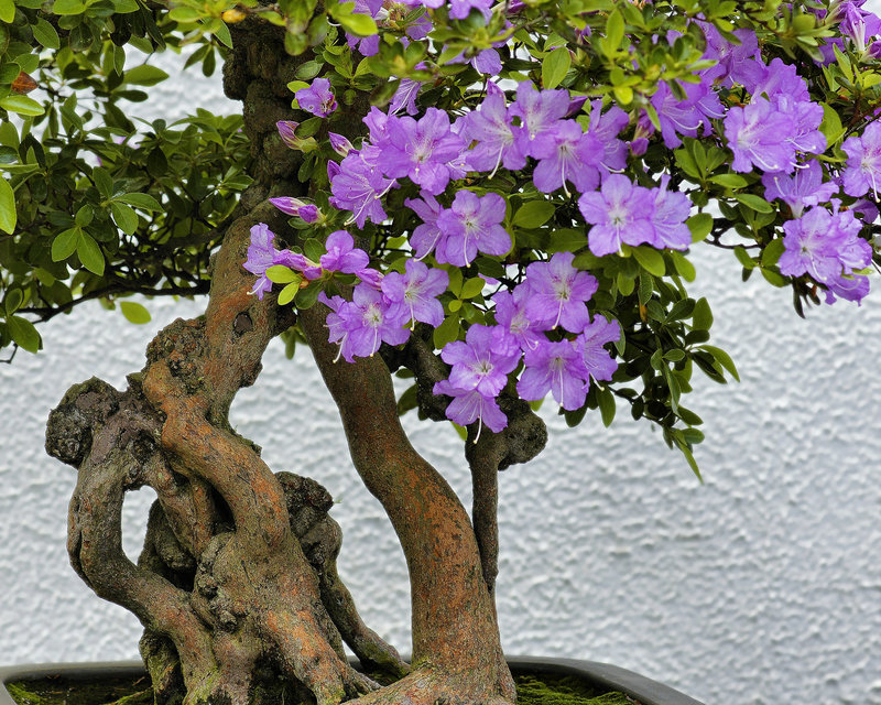 "Gyoten" Bonsai Azaleas – National Arboretum, Washington DC