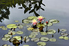 Water Lilies – National Arboretum, Washington DC