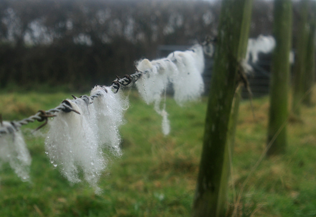 wool on the wire