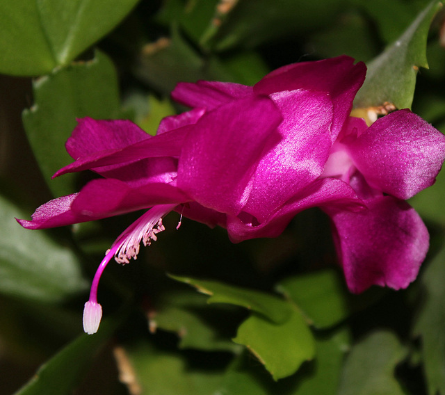 Weihnachtskaktusblüte