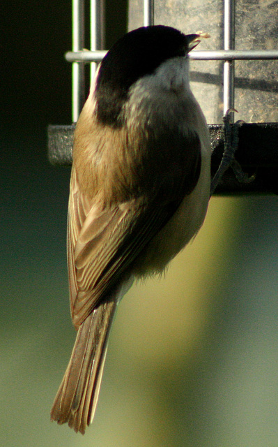 marsh tit feeding