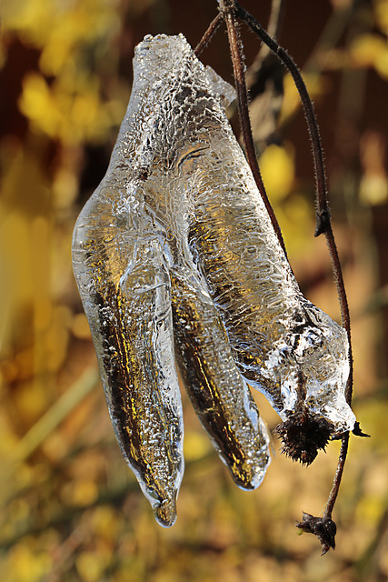 Cédrat de glace