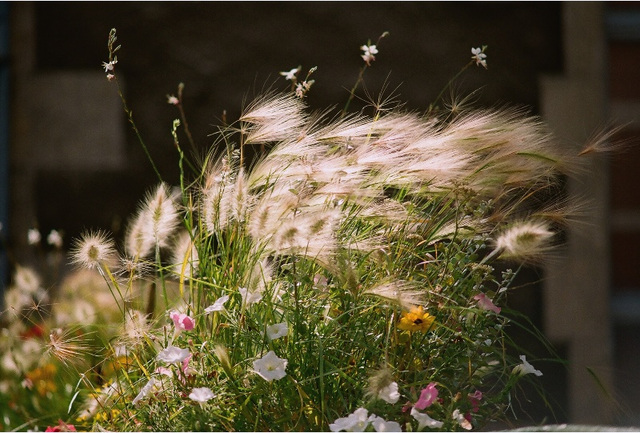 Hordeum ds le vent