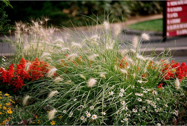 composition à Pennisetum