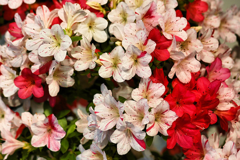 "Kaze" Bonsai Azaleas – National Arboretum, Washington DC