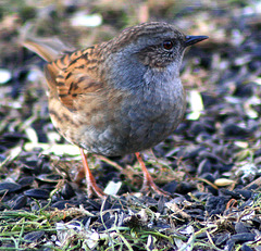 dunnock on ground