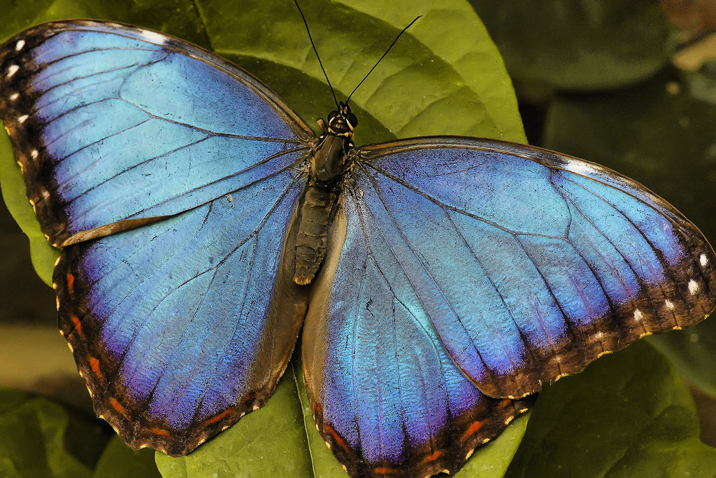 Sometimes They Even Pose for You! – Brookside Gardens