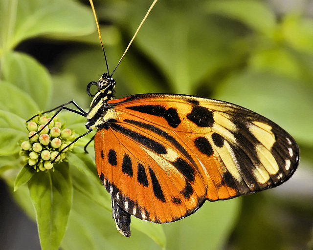 Isabella Tiger Butterfly – Brookside Gardens