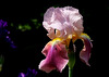 Iris Giant Rose