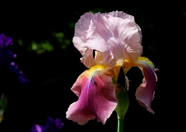 Iris Giant Rose