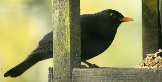 blackbird's breakfast