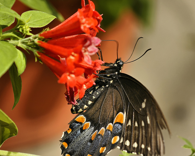 Black Swallowtail – Brookside Gardens