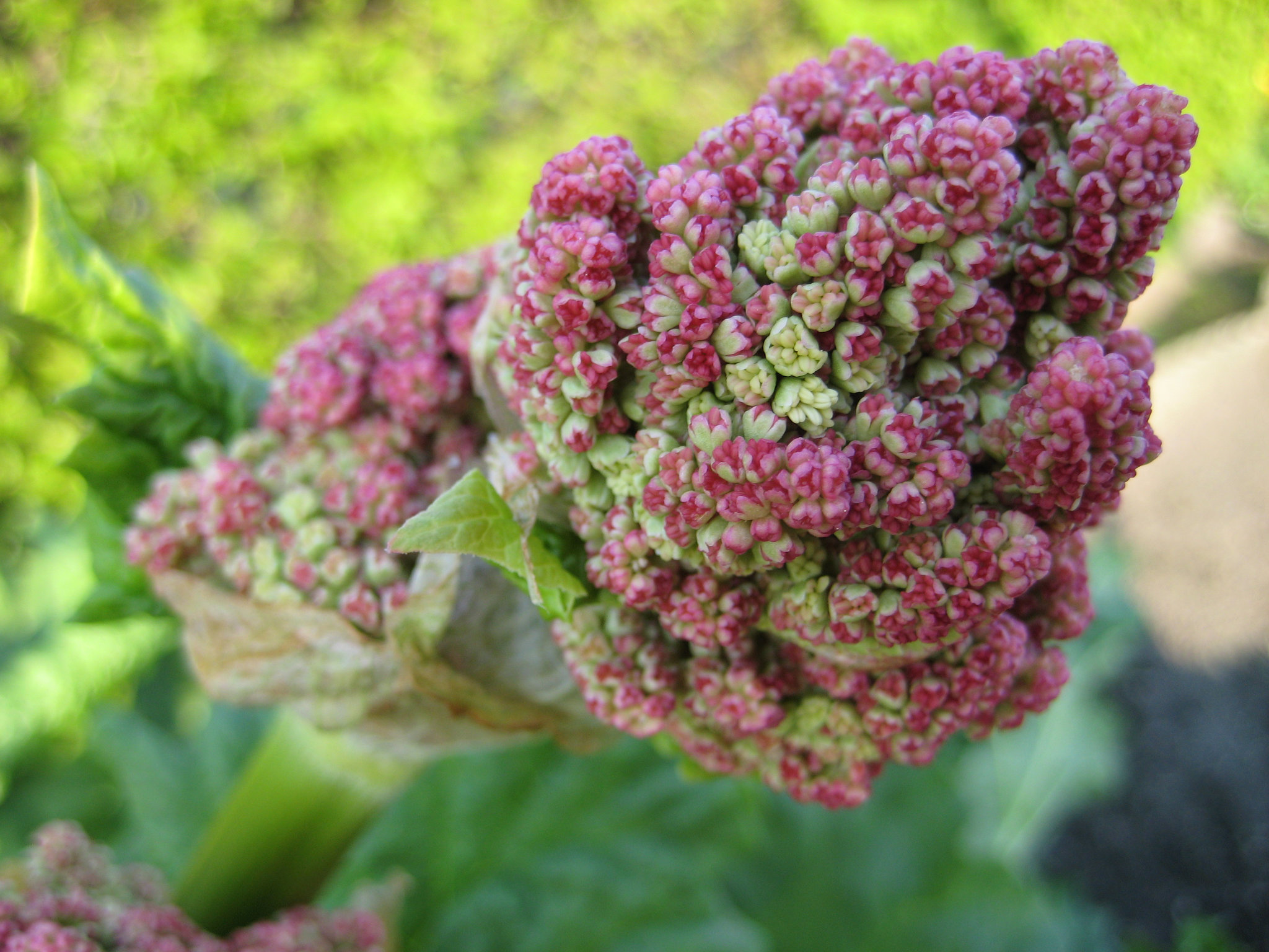 Rhabarberblüte