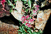 Sedum spurium