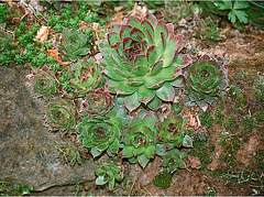 Sempervivum tinctorium
