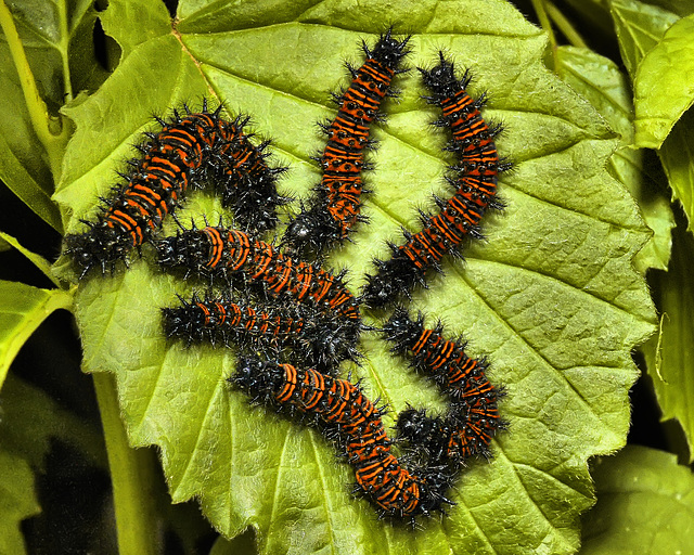 Caterpillars – Brookside Gardens