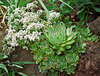 Sempervivum tinctorium- sedum album à gauche