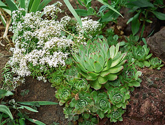 Sempervivum tinctorium- sedum album à gauche