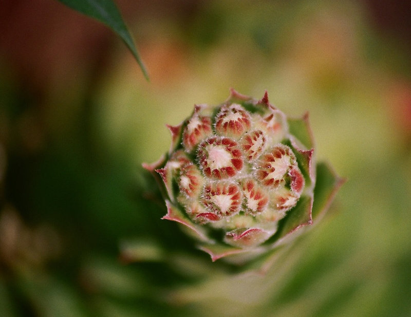 Sempervivum-jeune inflorescence