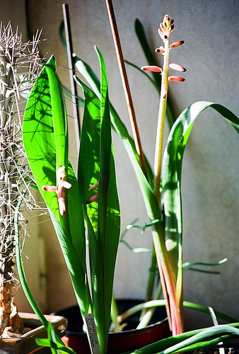Lachenalia bulbifera