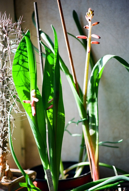 Lachenalia bulbifera