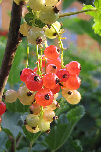 reifende Ribisel (Johannisbeere)