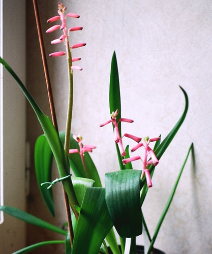 Lachenalia bulbifera