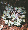 sedum spatulifolium "cape blanco"