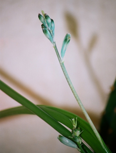 Lachenalia viridiflora