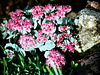 sedum cauticolum