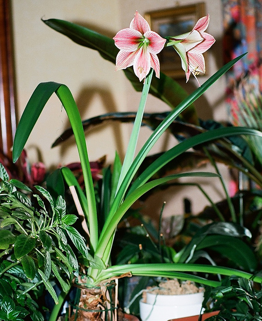 Hippeastrum Exotic Star (2)