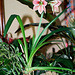 Hippeastrum Exotic Star (2)