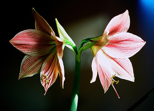 Hippeastrum Exotic Star