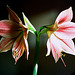 Hippeastrum Exotic Star