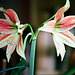 Hippeastrum girafe