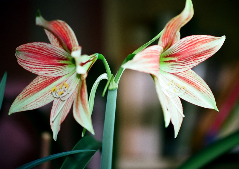 Hippeastrum girafe