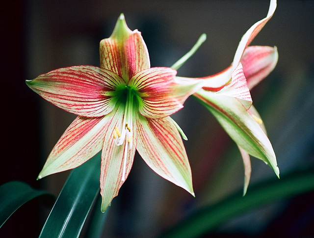 Hippeastrum girafe (2)