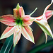 Hippeastrum girafe (2)