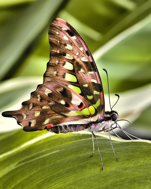 Tailed Jay – Brookside Gardens