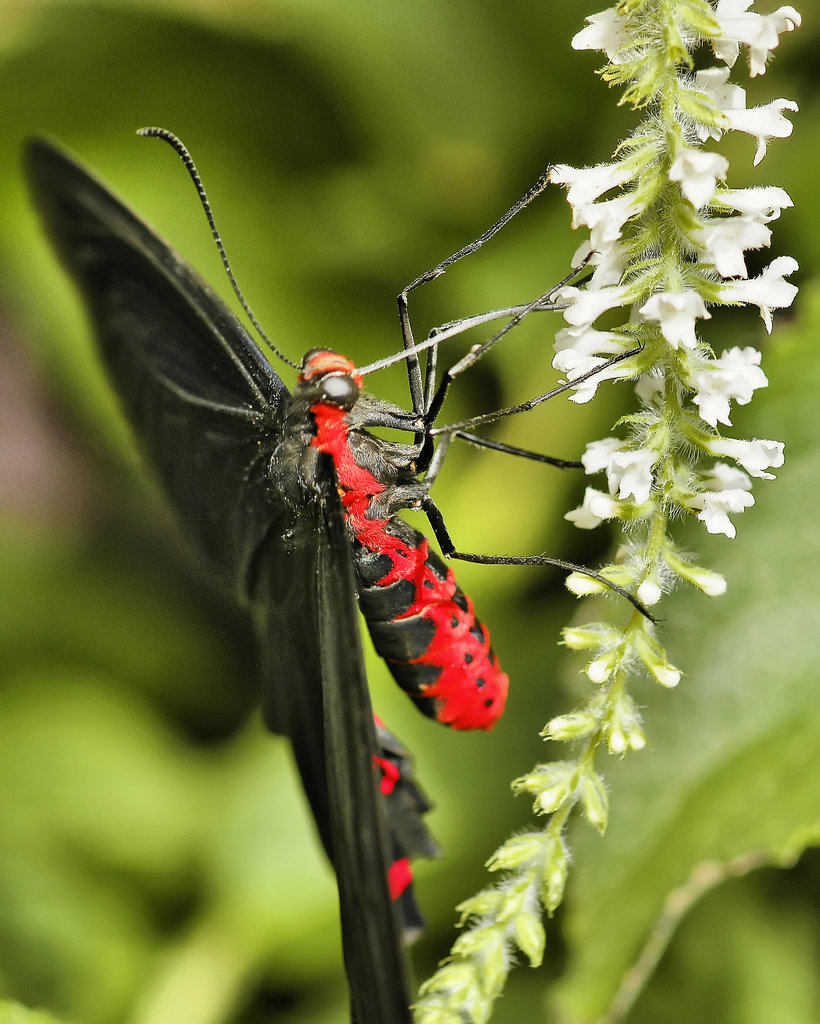 Rose Swallowtail Butterfly – Brookside Gardens