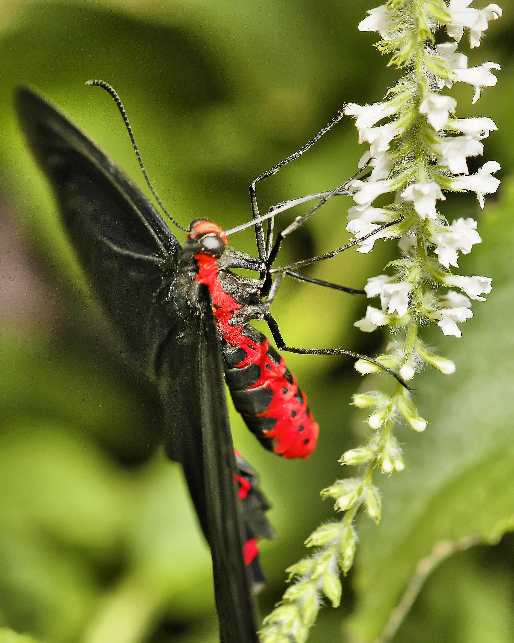 Rose Swallowtail Butterfly – Brookside Gardens