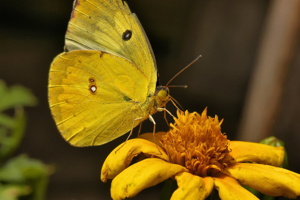 Sleepy Orange – Brookside Gardens