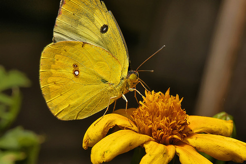 Sleepy Orange – Brookside Gardens
