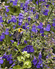 Catmint – National Arboretum, Washington DC